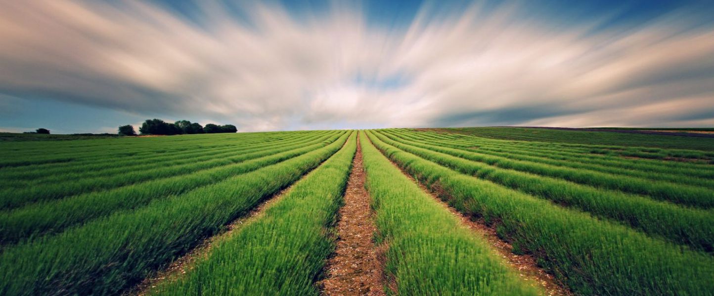 Agronegócio apresenta cenário positivo e incerto para 2022