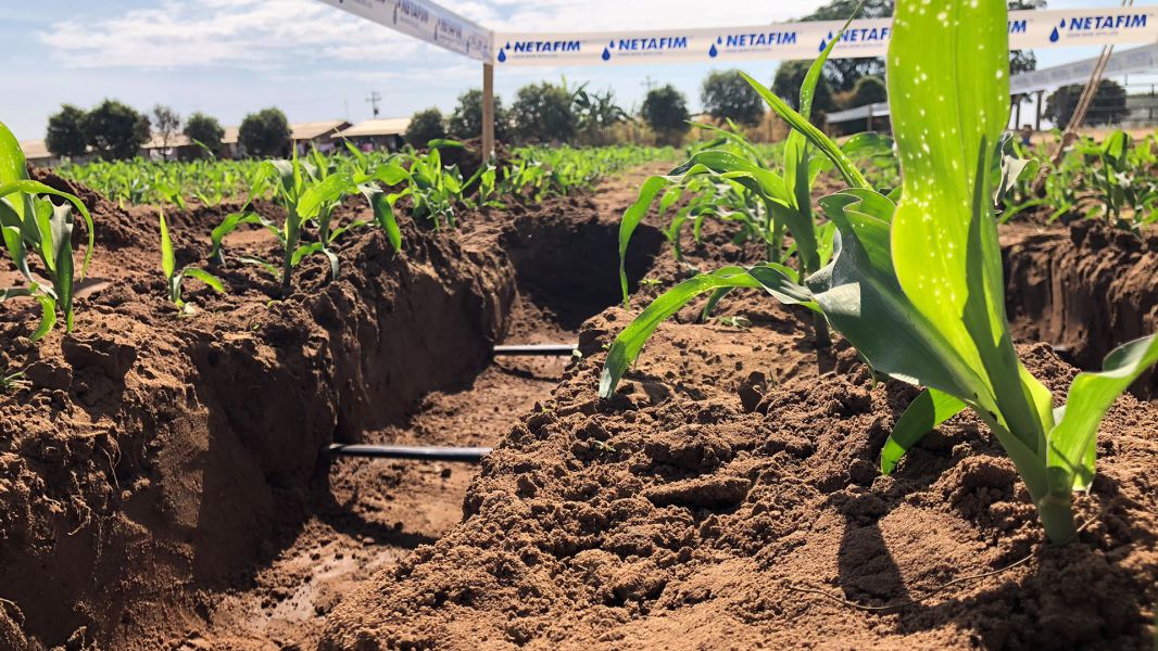 Lideranças da Netafim visitam projetos de irrigação subterrânea por gotejamento em grãos em Goiás e Mato Grosso